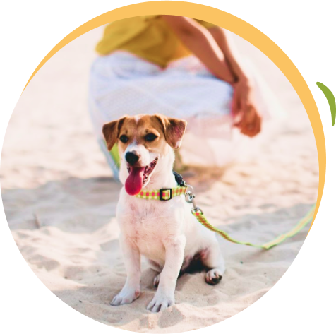 files/stylish-dog-left.png