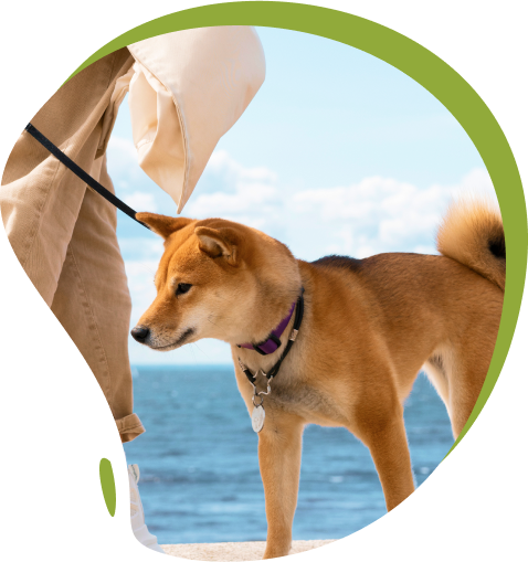 files/stylish-dog-right.png